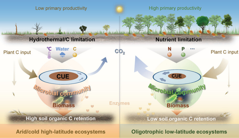 Global Patterns of Microbial Carbon Use Efficiency are Modulated by the Limiting Resources