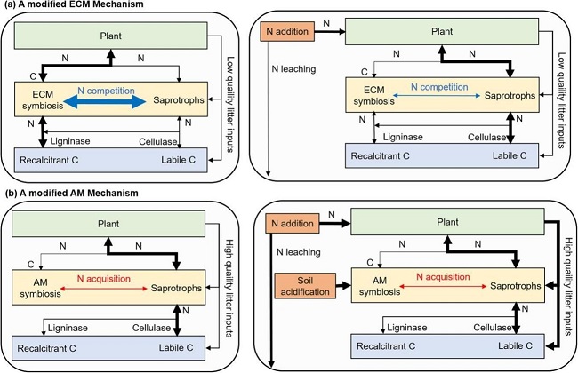 Crucial Impacts of Mycorrhizal Associations on Soil Carbon-degrading Enzyme Activities and Soil Carbon Dynamics under Enhanced Nitrogen Deposition Revealed