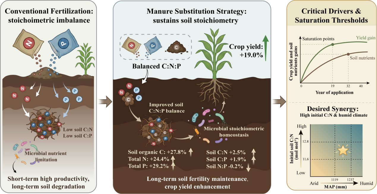 How Manure Can Help Save Our Soils and Boost Crops